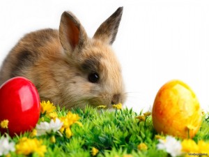 easter_rabbit-1024x768